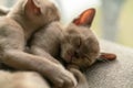 beige burmese kitten lying on the couch at home Royalty Free Stock Photo