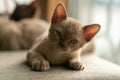beige burmese kitten lying on the couch at home Royalty Free Stock Photo