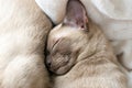 beige burmese kitten lying on the couch at home Royalty Free Stock Photo