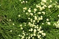 Beige button flowers on wiry stems of Santolina virens in June