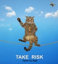 Cat acrobat walking on tightrope