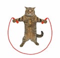 Cat beige training with jumping rope Royalty Free Stock Photo