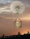 Cat in basket of dandelion balloon