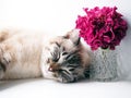 Cat chilling out Royalty Free Stock Photo