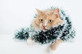 Beige cat in Christmas green garland tinsel lying on a white background Royalty Free Stock Photo