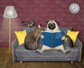 Cat with pug read book at home Royalty Free Stock Photo