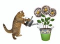 Cat watering money flowers