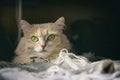 Beige cat lies on sofa, home comfort