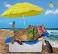 Cat drinks beer on lounger 4 Royalty Free Stock Photo