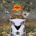 Two cats ride moped for halloween