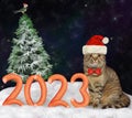 Cat in santa hat near 2023 made of sausages Royalty Free Stock Photo