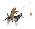 Cat with sausage rides dog husky