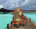 Cat drinks cocktail on wooden pier Royalty Free Stock Photo