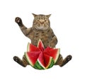 Cat sits with cut watermelon