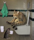 Cat sits on white toilet bowl 2