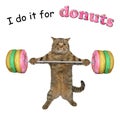 Cat sportsman lifts barbell 2 Royalty Free Stock Photo