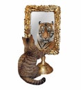 Cat near gold mirror Royalty Free Stock Photo