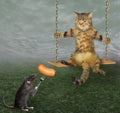 Rat feeding cat on swing Royalty Free Stock Photo