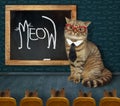 Cat teacher wrote meow Royalty Free Stock Photo