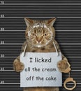 Cat licked cream off cake 2