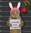 Cat arrested for pretended to be rabbit