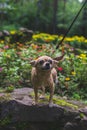Beige chihuahua dog walks with its mistress in a summer forest