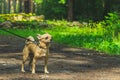 Beige chihuahua dog walks with its mistress in a summer forest