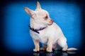 Beige chihuahua puppy sitting