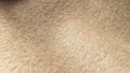 Beige coat fabric, alpaca. Texture of warm wool fabric. Natural wool, beige wool pile fabric.