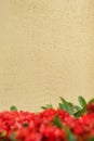 Beige color background with red flower foreground