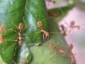Beige color fire ant on leaf