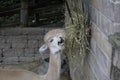A beige colored alpaca eating some straw