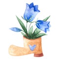 Beige colored boot full of bluebell flowers. Bouquet of blue campanula flowers in the shoe. Watercolor