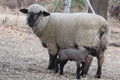 Beige colored Ewe,  standing next to her black newborn baby lamb Royalty Free Stock Photo