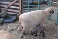 Beige colored Ewe,  standing next to her black newborn baby lamb Royalty Free Stock Photo