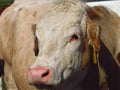 Beige cow, head closeup, animal portrait. Cattle breeding in countryside, meat production, bio products