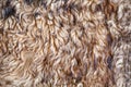Beige curly fur texture and background Royalty Free Stock Photo