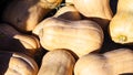 Beige decorative pumpkins at straw in sunlight autumn background, selective focus, shallow DOF Royalty Free Stock Photo