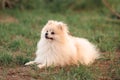 Beige dog a dwarf Pomeranian puppy lies on the green grass on a sunny day