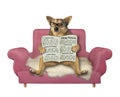 Dog reads newspaper on pink sofa Royalty Free Stock Photo