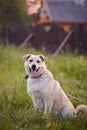 The beige dog sits on a grass in rural areas. Royalty Free Stock Photo