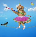 Dogicorn walking on tightrope