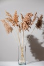 Beige dry reeds in glass transparent vase on white table with shadow on light gray wall. Trendy pampas grass in interior Royalty Free Stock Photo