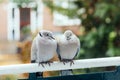 Beige Eurasian collared dove sitting on railings. Royalty Free Stock Photo