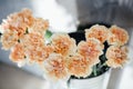 Beige flower carnation. floral background of carnations in pastel colors. Close up, macro