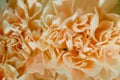 Beige flower carnation. floral background of carnations in pastel colors. Close up, macro Royalty Free Stock Photo