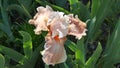 The beige flower of bearded iris varieties Magic by gosh.