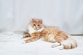 Beige fluffy cat lying on  floor of the room Royalty Free Stock Photo