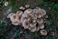 Beige forest mushroom carpet, Honey-colored Armillaria