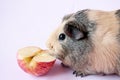 A beige Guinea pig eats a piece of red Apple on a pink background Royalty Free Stock Photo